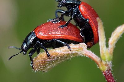 Czy seks analny jest bezpieczny?